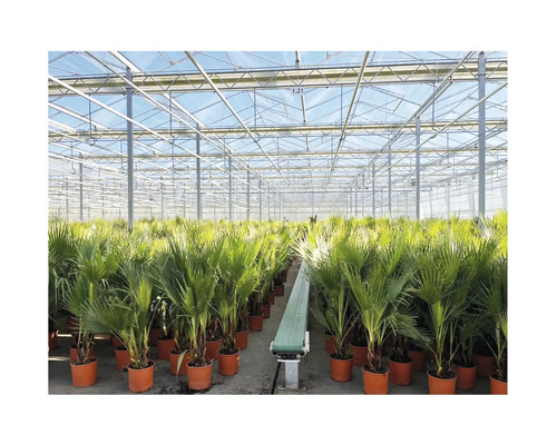 Gewächshaus mit vielen Palmen in Töpfen