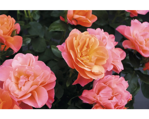 Nahaufnahme von apricotfarbenen Rosenblüten