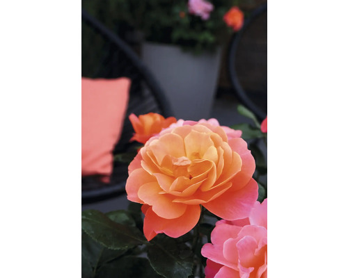 Nahaufnahme einer orangefarbenen Rose im Garten