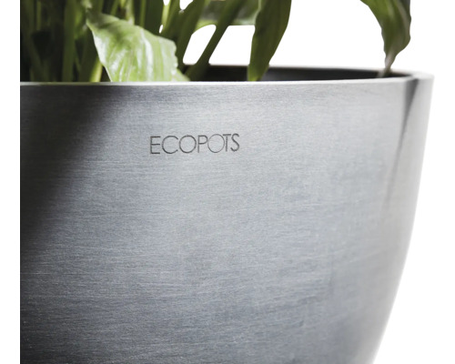 Ecopots Blumentopf mit Pflanze