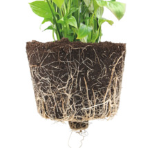 Blumentopf Ecopots Amsterdam Kunststoff Ø 6,8 cm 8 x 8 x 7 cm braun