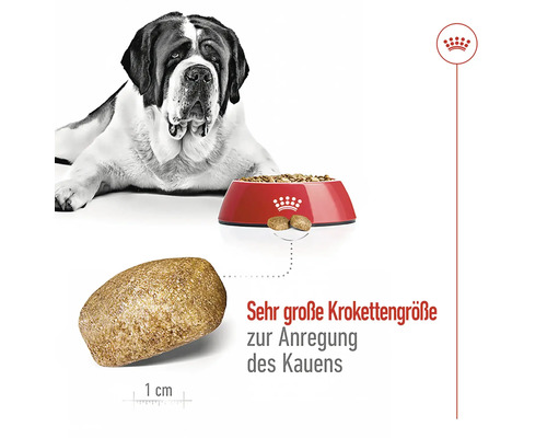 Ein Bernhardiner liegt neben einer roten Schüssel mit Hundefutter. Eine einzelne Krokette wird mit ihrer Größe von einem Zentimeter dargestellt.