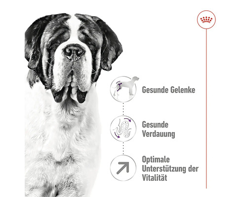 Illustration mit Berner Sennenhund, die gesunde Gelenke, gesunde Verdauung und optimale Unterstützung der Vitalität hervorhebt