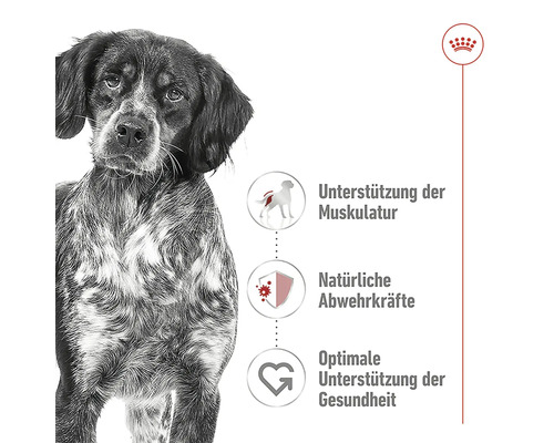 Illustration zur Unterstützung der Muskulatur, der natürlichen Abwehrkräfte und der Gesundheit für Hunde