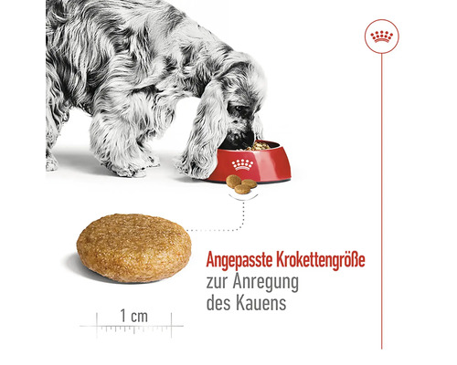 Ein Hund frisst Trockenfutter aus einem Napf. Das Futter hat eine Krokettengröße von einem Zentimeter.