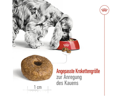 Ein Hund frisst Hundefutter in Ringform aus einer Schüssel