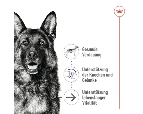Hund mit Informationen zu gesunder Verdauung, Unterstützung der Knochen und Gelenke sowie Unterstützung lebenslanger Vitalität.