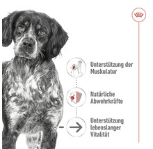 Hund zur Veranschaulichung der Produktvorteile: Unterstützung der Muskulatur, natürliche Abwehrkräfte und Unterstützung lebenslanger Vitalität.