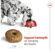 Hund frisst Hundefutter, Krokettengröße ist angepasst, um das Kauen anzuregen.