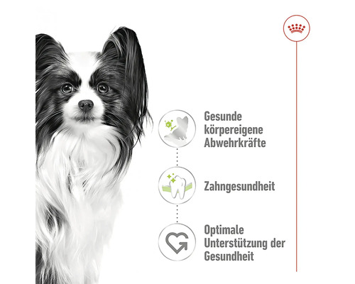 Illustration mit einem Papillon, die gesunde Abwehrkräfte, Zahngesundheit und optimale Gesundheitsunterstützung hervorhebt.