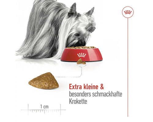 "Kleiner Hund frisst Trockenfutter aus einem Napf