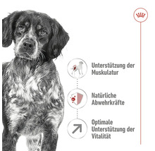 Ein Hund ist zusammen mit den Vorteilen des Hundefutters abgebildet, darunter Muskelunterstützung, natürliche Abwehrkräfte und optimale Unterstützung der Vitalität.