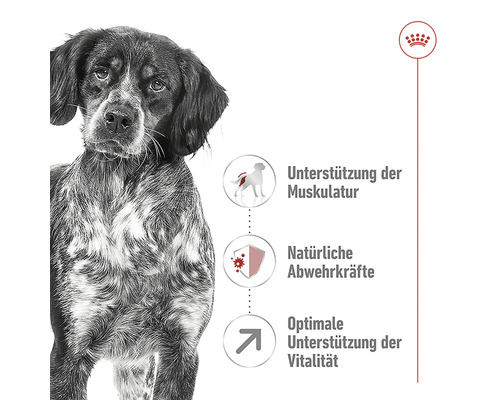 Ein Hund ist zusammen mit den Vorteilen des Hundefutters abgebildet, darunter Muskelunterstützung, natürliche Abwehrkräfte und optimale Unterstützung der Vitalität.