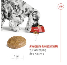 "Ein Hund frisst Hundefutter aus einer roten Schüssel