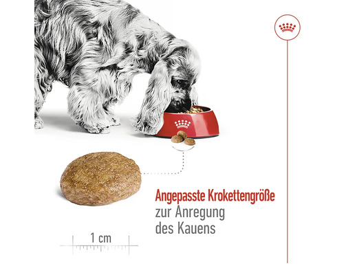 "Ein Hund frisst Hundefutter aus einer roten Schüssel
