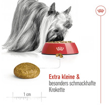 Hund frisst extra kleine und besonders schmackhafte Krokette aus roter Schüssel