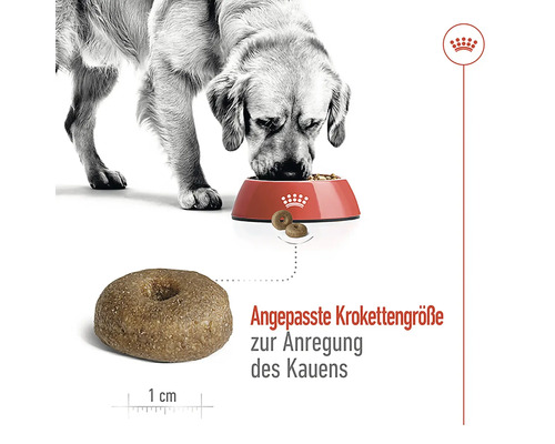 Ein Hund frisst Trockenfutter aus einer Schüssel. Die Krokettengröße ist angepasst, um das Kauen anzuregen.