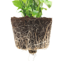 Blumentopf Ecopots Amsterdam Kunststoff Ø 6,8 cm 8 x 8 x 7 cm weiß
