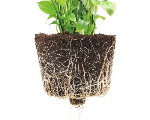 Pflanze mit freigelegten Wurzeln und Erde