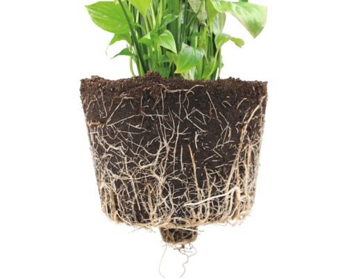 Friedenslilie mit freigelegten Wurzeln und Blumenerde