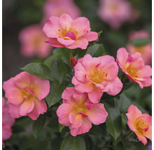 Nahaufnahme von mehreren rosa Rosen mit grünen Blättern