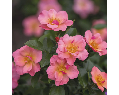 Nahaufnahme von mehreren rosa Rosen mit grünen Blättern