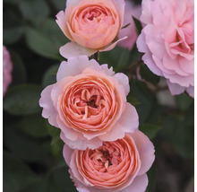 Nahaufnahme von hellrosafarbenen Rosenblüten
