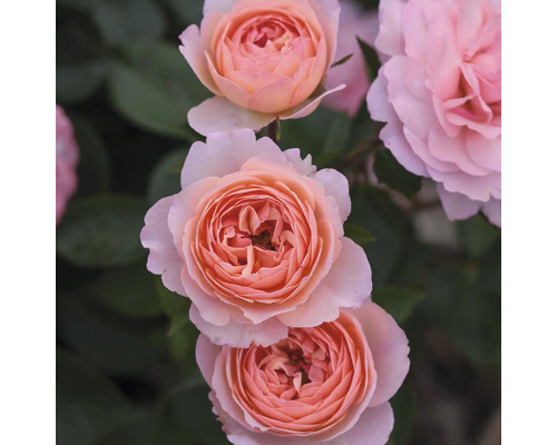 Nahaufnahme von hellrosafarbenen Rosenblüten