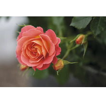 Nahaufnahme einer einzelnen Rose mit Blütenknospen