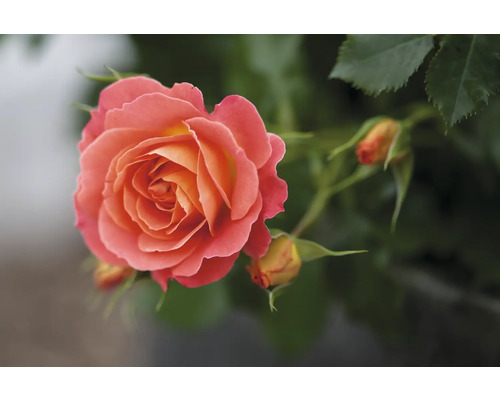 Nahaufnahme einer einzelnen Rose mit Blütenknospen