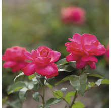 Nahaufnahme von rosa Rosen mit grünen Blättern