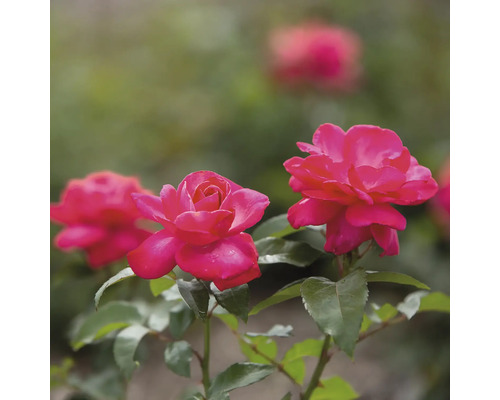 Nahaufnahme von rosa Rosen mit grünen Blättern