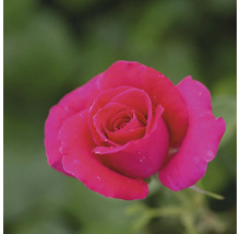 Nahaufnahme einer einzelnen Rose