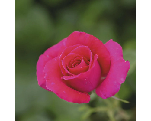 Nahaufnahme einer einzelnen Rose