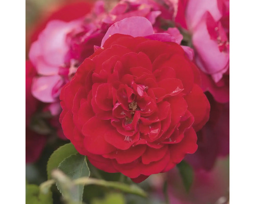 Nahaufnahme einer roten Rose