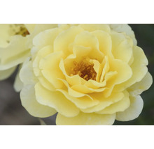 Nahaufnahme einer gelben Rosenblüte