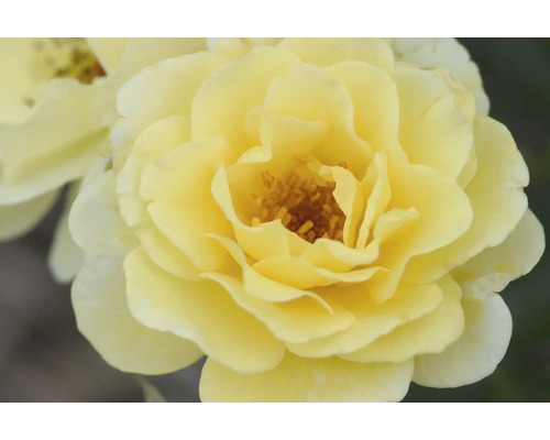 Nahaufnahme einer gelben Rosenblüte
