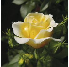 Gelbe Rose mit Blütenknospen im Garten