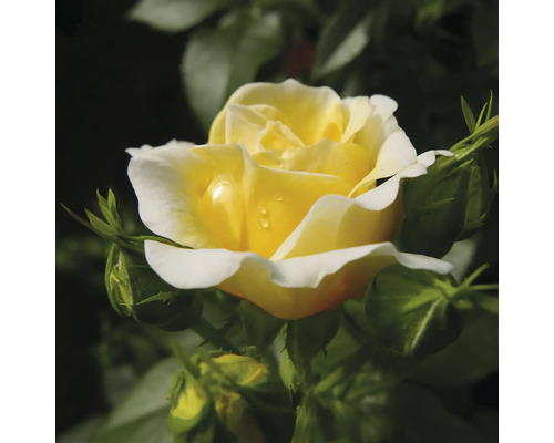 Gelbe Rose mit Blütenknospen im Garten