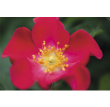 Nahaufnahme einer roten Heckenrose mit gelben Staubgefäßen
