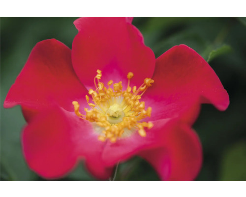 Nahaufnahme einer roten Heckenrose mit gelben Staubgefäßen