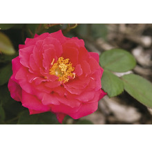 Nahaufnahme einer roten Rose mit gelben Staubgefäßen.