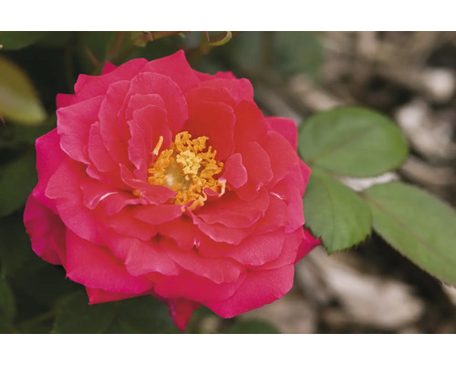 Nahaufnahme einer roten Rose mit gelben Staubgefäßen.