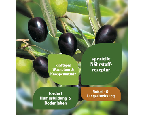 Olivenbaum mit Hinweisen zu Wachstum, Nährstoffen, Humusbildung und Sofortwirkung
