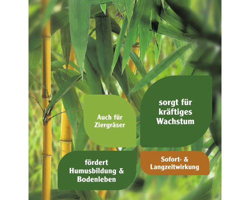 Bambus mit Hinweisen zu Wachstum und Bodenverbesserung