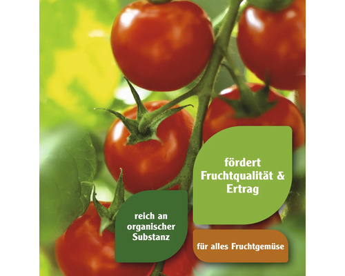 Tomatenpflanze mit Hinweisen zu organischer Substanz, Fruchtqualität und Ertrag für Fruchtgemüse