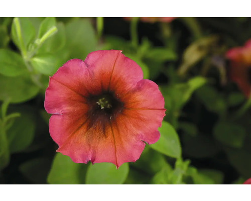Nahaufnahme einer Petunienblüte im Garten