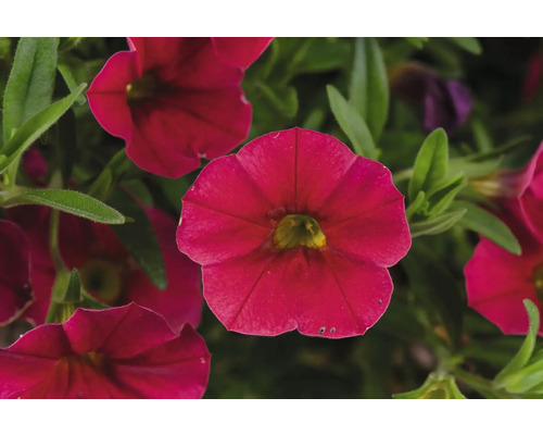 Nahaufnahme von roten Zauberglöckchen-Blüten