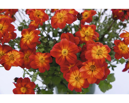 Bidens Pflanzen mit roten Blüten