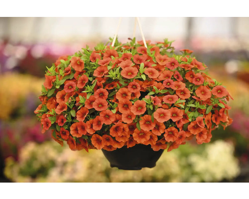 Hängepetunie mit orangefarbenen Blüten in einem Topf